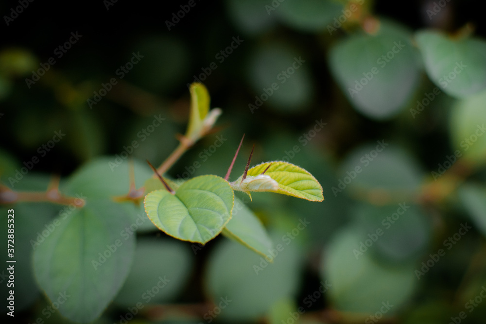 Close up small branch with thorn and blurred background Close up small branch with thorn and blurred background