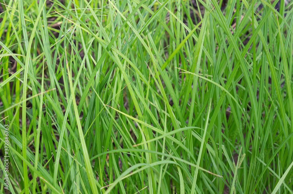 green grass background green grass background