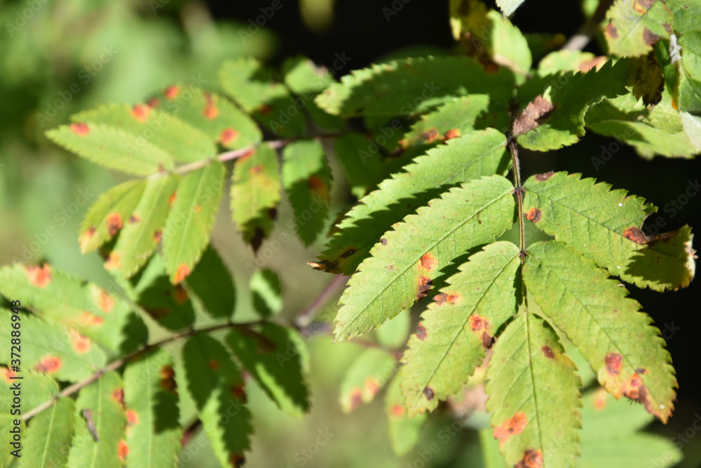 bacterial leaf blight on wild ash bacterial leaf blight on wild ash