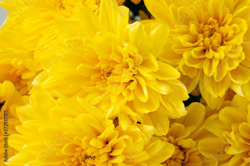 Yellow chrysanthemum flowers close-up.