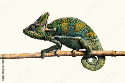 Close-up of a green yellow chameleon balancing on a branch.