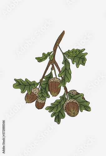 Oak branch with brown acorns. Acorns in green leaves. Hand-drawn oak tree poster. 