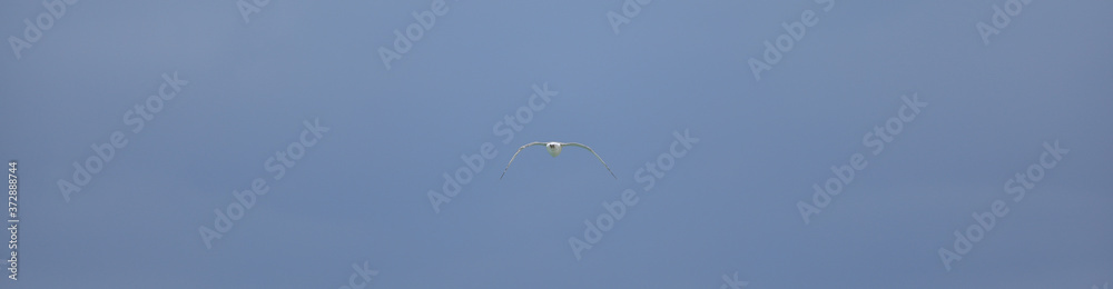 white seagull flying on blue sky white seagull flying on blue sky