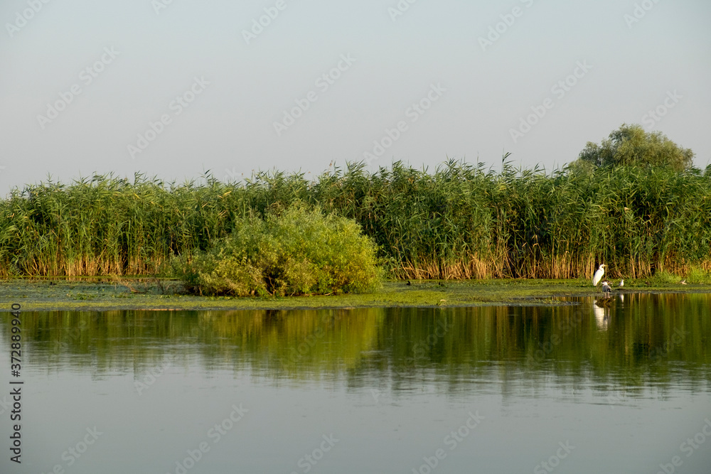 Landscape with waterline and birds in Danube Delta, Romania, in a summer day Landscape with waterline and birds in Danube Delta, Romania, in a summer day