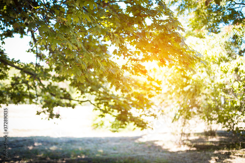 Fototapeta Naklejka Na Ścianę i Meble -  Blurred branches of a tree in the rays of the sun. Summer background