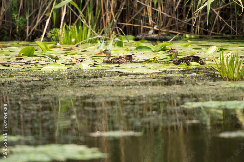 Obraz premium Landscape with waterline and birds in Danube Delta, Romania, in a summer day
