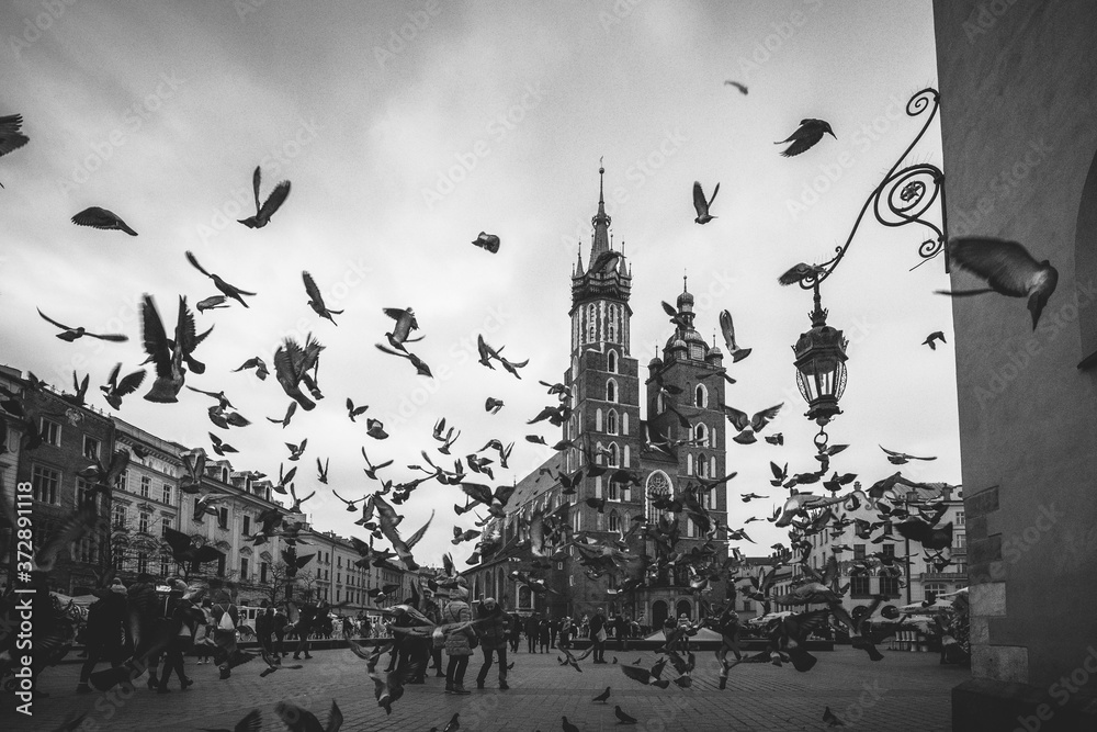 Pigeons in Cracow Main Square. Malopolska Poland  - obrazy, fototapety, plakaty 