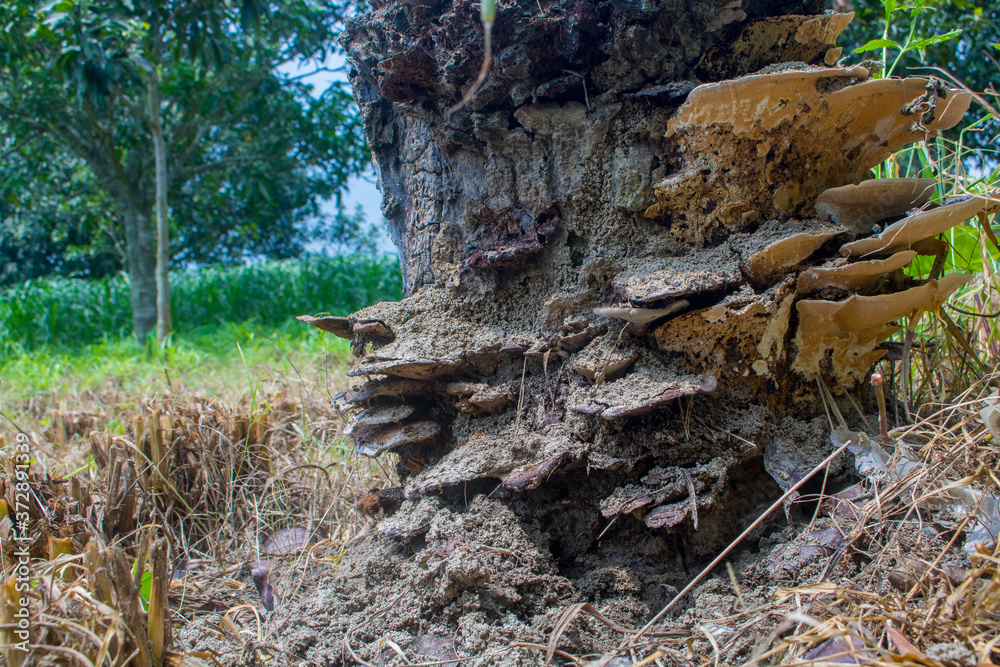 Natural Fungus on the fields. List of Fungi Benefits. Close up of natural Fungus or Fungi on a tree trunk-forest Natural Fungus on the fields. List of Fungi Benefits. Close up of natural Fungus or Fungi on a tree trunk-forest