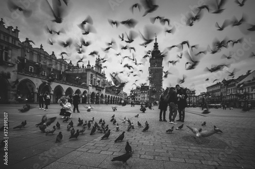 Pigeons in Cracow Main Square. Malopolska Poland 