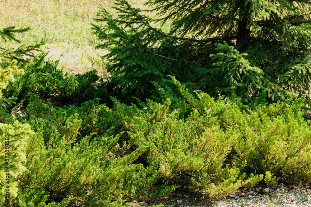 Low bushes of different shades of green on the background of the bottom of the sprawling spruce. Low bushes of different shades of green on the background of the bottom of the sprawling spruce.