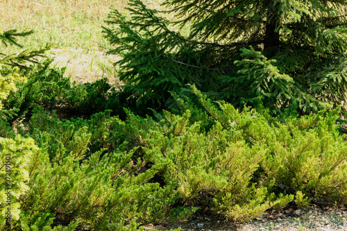 Low bushes of different shades of green on the background of the bottom of the sprawling spruce.