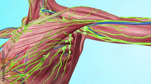 Human  Under Arm Lymph Nodes with Full Body Muscles Circulatory Veins Arteries Lymphatic System  photo