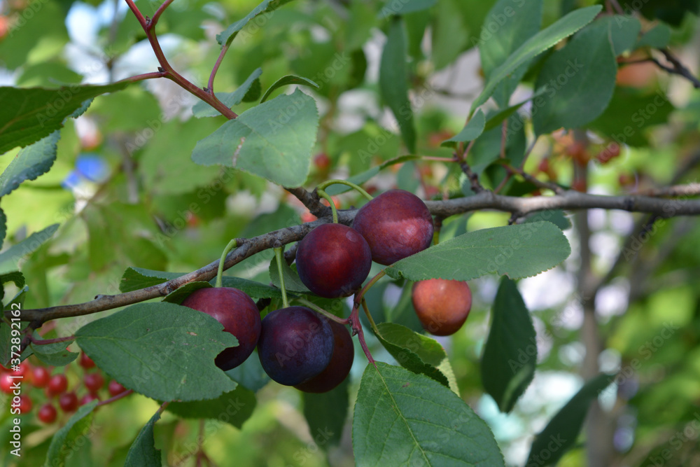 Ripen plums on the branch in summer garden. Prunus domestica