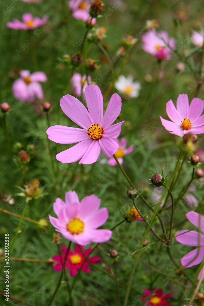 Purple flowers on the grass. Pretty bouquet. Blossom garden. Macro flora image. Wallpaper, backdrop and postcard. Purple flowers on the grass. Pretty bouquet. Blossom garden. Macro flora image. Wallpaper, backdrop and postcard.