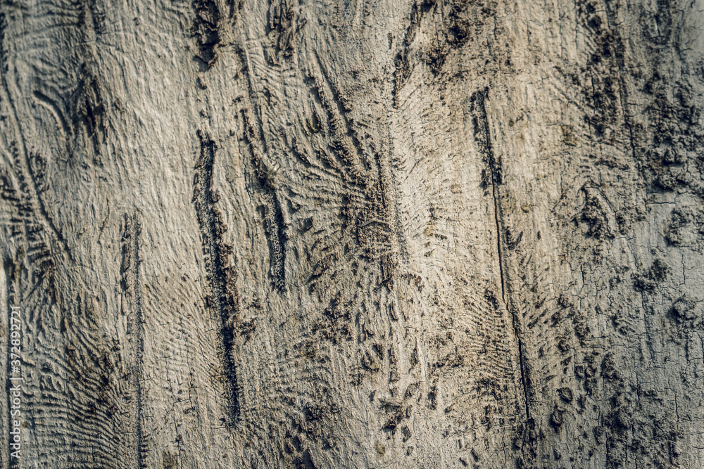 Trunk of a felled tree without bark with patterns from bark beetle marks Trunk of a felled tree without bark with patterns from bark beetle marks