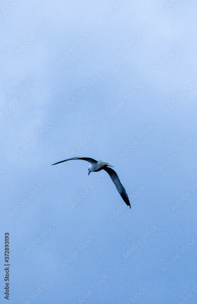 seagull in flight