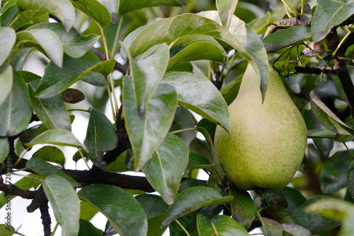 pear hanging on pear tree in orchard photo