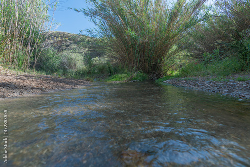 river with water covered with vegetation