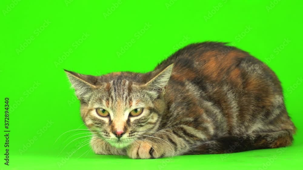 Gray cat on a green background screen. Gray cat on a green background screen.