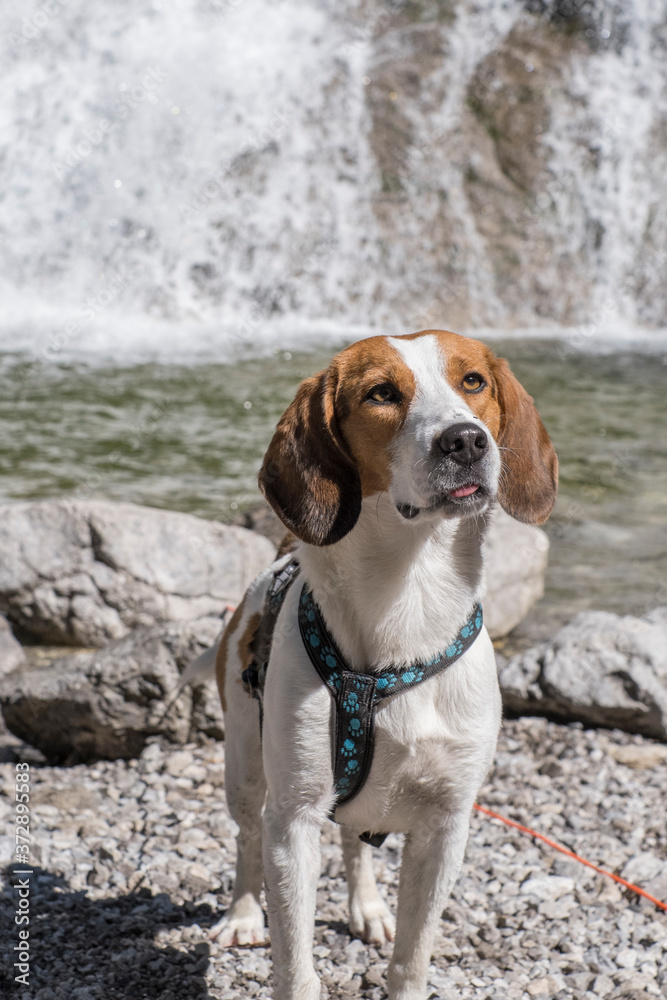 Beagle am Glasbachwasserfall