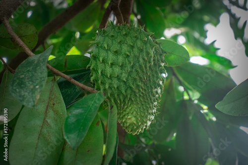 Fotografía Soursop, Guyabano, Graviola or guanabana hanging on a tree