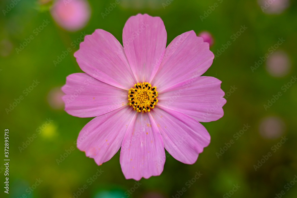 Close-up bright flower in the summer garden. A flower with pollen on the petals. View from above. Close-up bright flower in the summer garden. A flower with pollen on the petals. View from above.