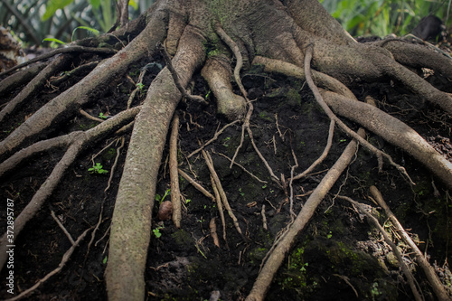 Visible roots in the forest.