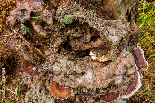Close-Up Of Old Tree Stump Covered Moss Fungus.