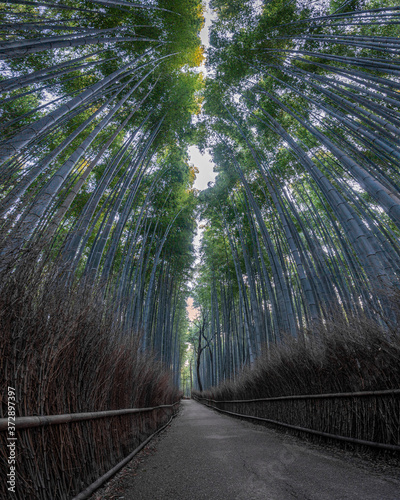 Arashiyama Bamboo Forest Kyoto, Japan