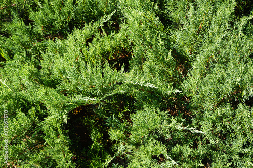 Cossack juniper Juniperus sabina Tamariscifolia on bank of beautiful garden pond. Selective focus. Evergreen landscaped garden.Green leaves of  juniper fit perfectly into garden design. photo