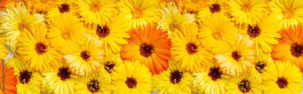 Fototapeta premium Floral pattern made of yellow flowers. Gardening yellow flowers background. Flowers pattern texture. Long format, top view