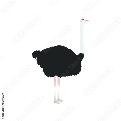 ostrich illustration