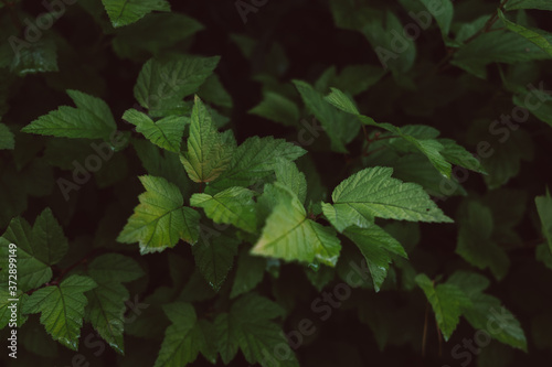 Background pattern of grape green leaves