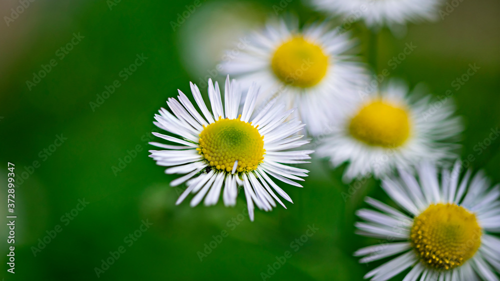 Obraz premium Small daisies in the summer garden. Blurred green background. Close-up