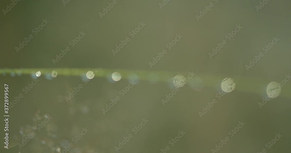 Dew drops on a blade of grass, change of focus Dew drops on a blade of grass, change of focus