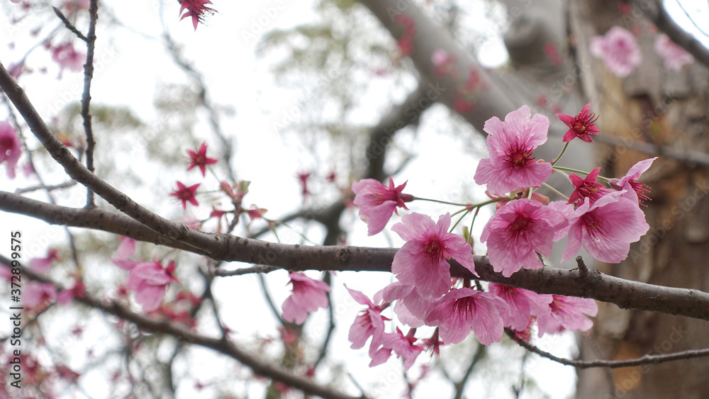 sakura sakura