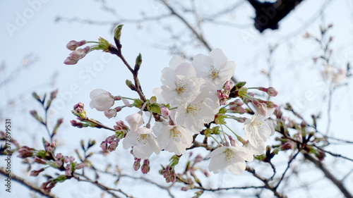 sakura