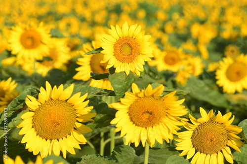 ヒマワリ　那珂市