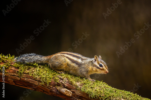 Siberian chipmunk or common chipmunk (Eutamias sibiricus) walking on a branch photo