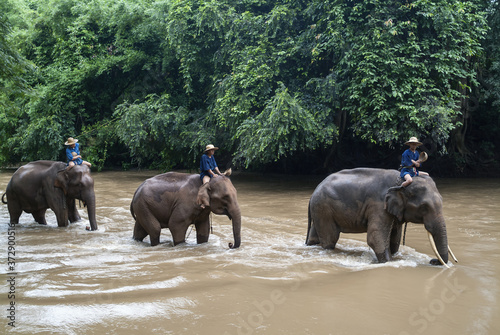 Photography mahout bathe their elephant in a river show in Chiang Dao, Chiang Mai, Thailand