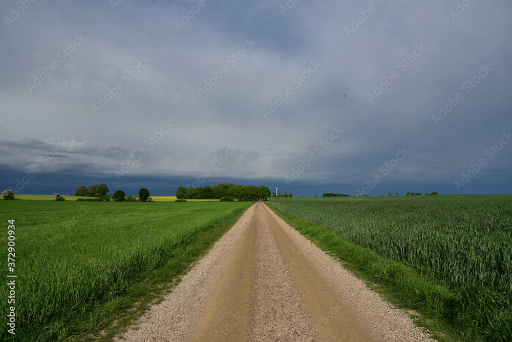 Fototapeta premium road in the field