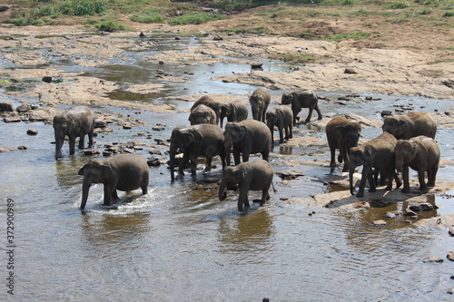 Elephants in the river. India.