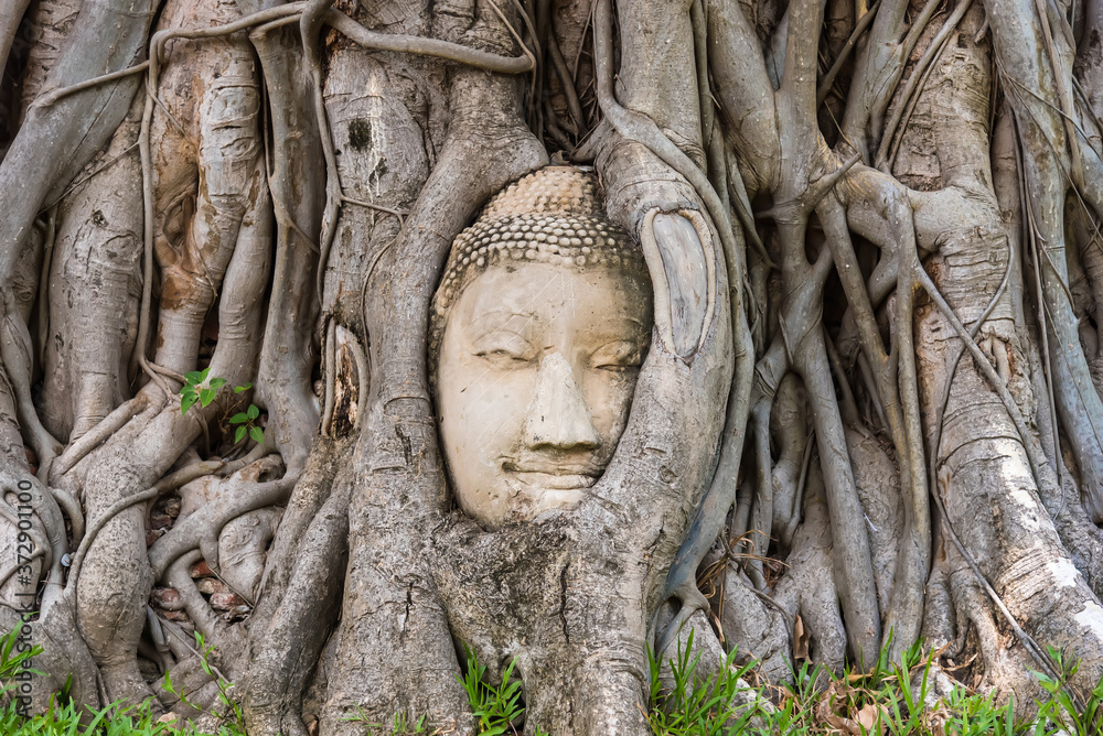 Ayutthaya, Thailand - June, 22, 2020 : Buddha Head in Tree Roots in Wat Mahathat, Ayutthaya, Thailand.Phra Nakhon Sri Ayutthaya is the Unesco world heritage.