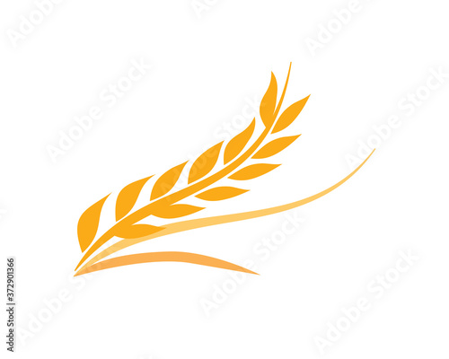 Agriculture Wheat Grain and Wheat Rye Vector