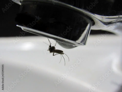 mosquito close up. the mosquito drinks tap water. the problem of water scarcity in the world 