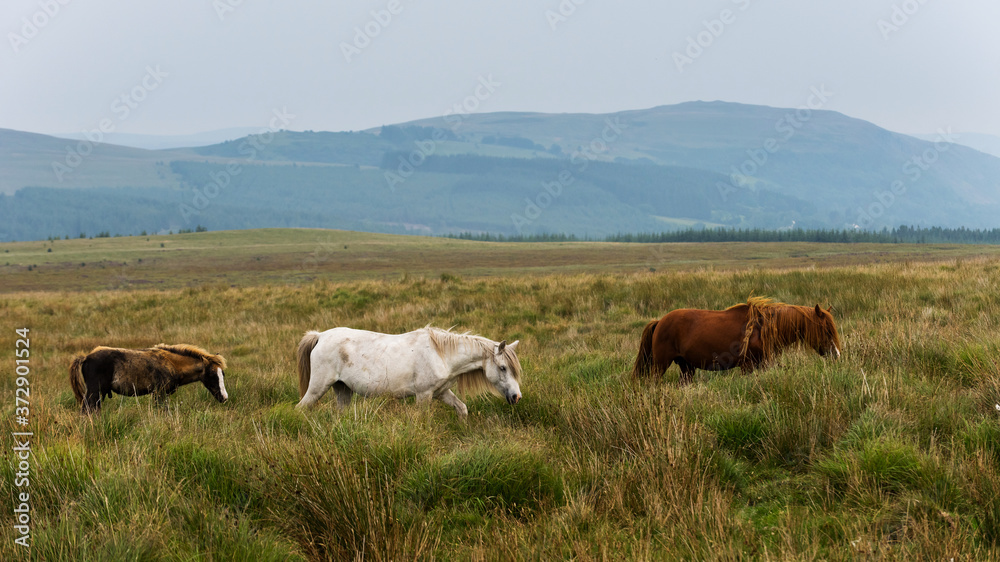 Wild Horses from Brecon Beacons National Park in Wales.