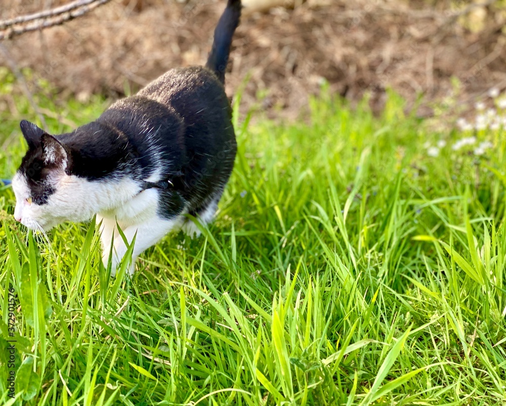 Un chat noir et blanc marchant dans l'herbe verte. Un chat noir et blanc marchant dans l'herbe verte.