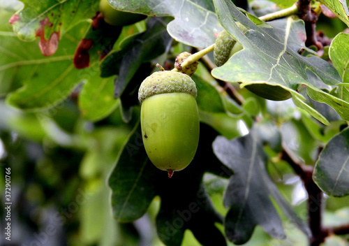 the beginning of autumn trees called oak produce seeds called acorns that grow by the ponds in the city of Łochów in Masovia, Poland