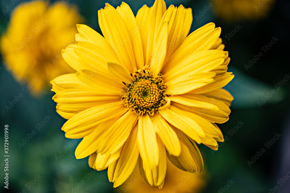 Yellow gerbera flower in the summer garden. Blurred green background. Close-up Yellow gerbera flower in the summer garden. Blurred green background. Close-up