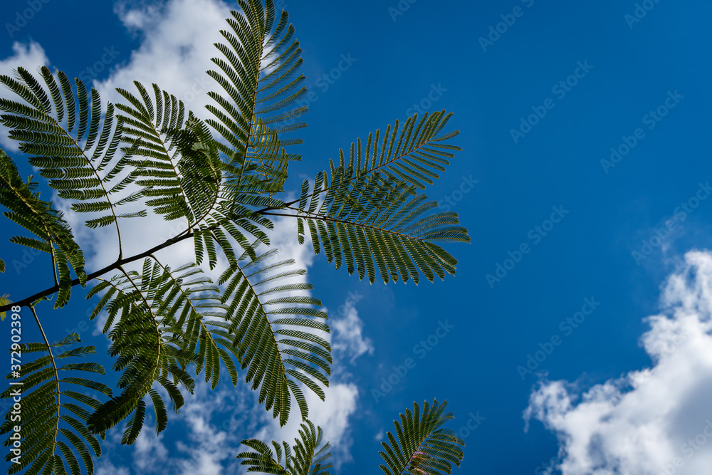 Japanese acacia or pink silk tree from Fabaceae family. Branch with delicate green leaves of Persian silk tree on blurred background blue sky. Selective focus. Nature of North Caucasus for design. Japanese acacia or pink silk tree from Fabaceae family. Branch with delicate green leaves of Persian silk tree on blurred background blue sky. Selective focus. Nature of North Caucasus for design.